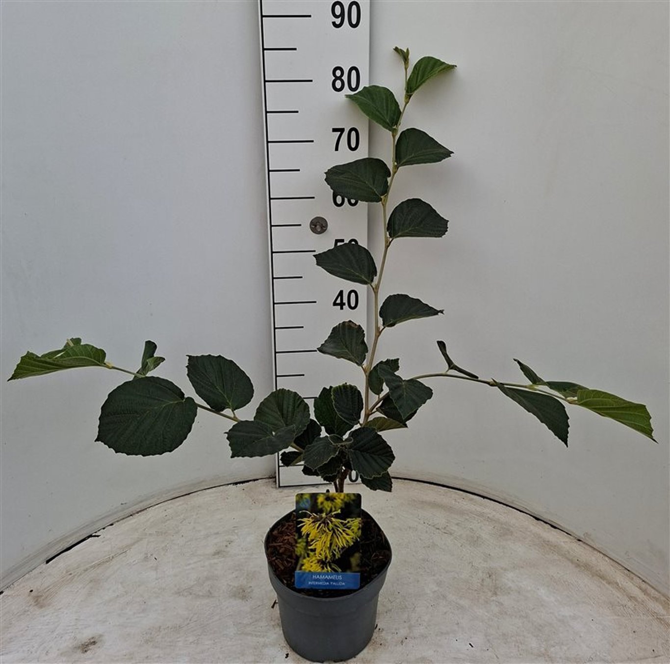 Hamamelis int. 'Pallida' - C3 40-60 CM